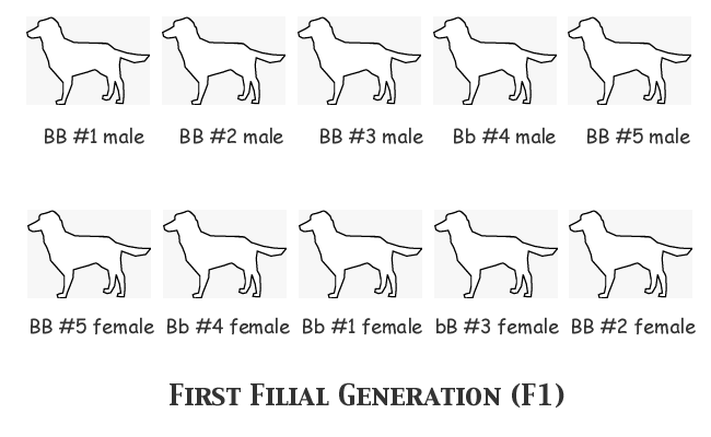 diagram of f1 generation