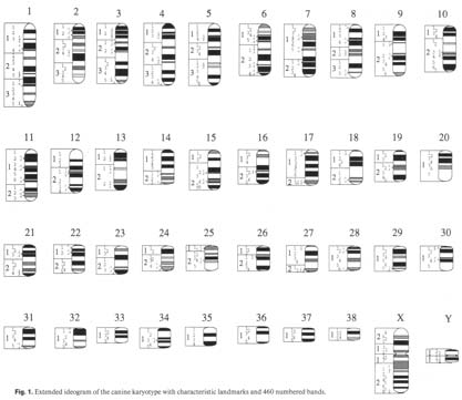 canine chromosome set - karyotype
